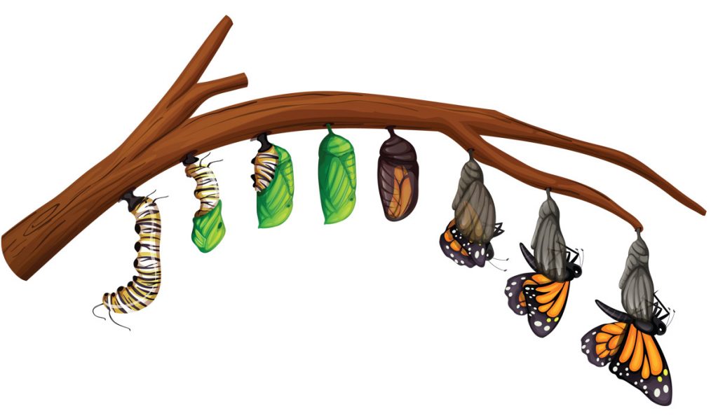 Monarch Life Cycle