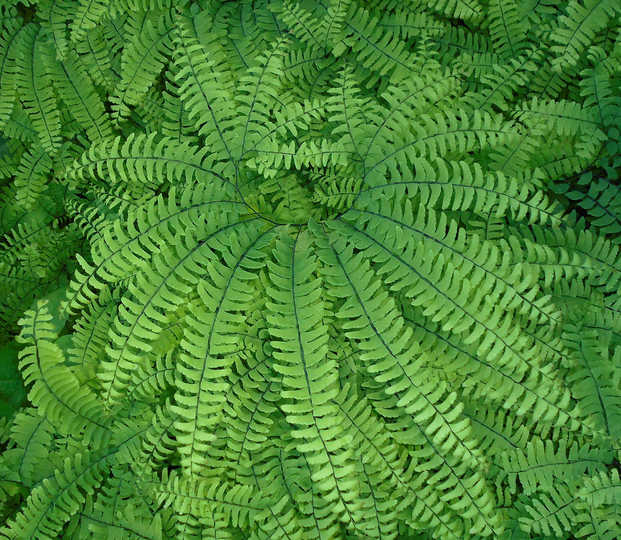 fern
