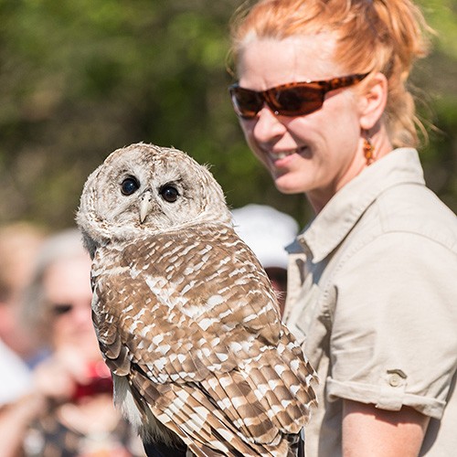 Barred Owl; © Len Villano